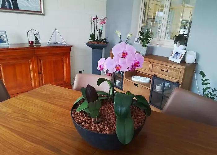 Au détour des Orchidées